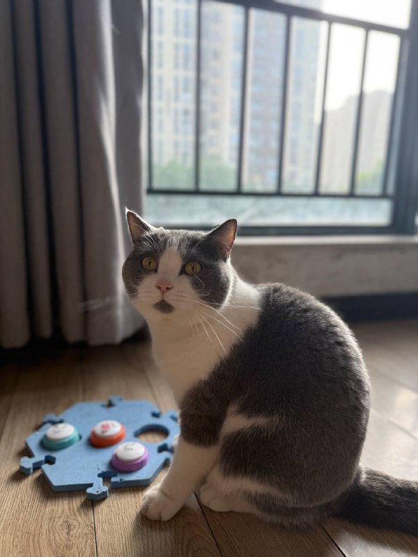 想要猫条的 77😶