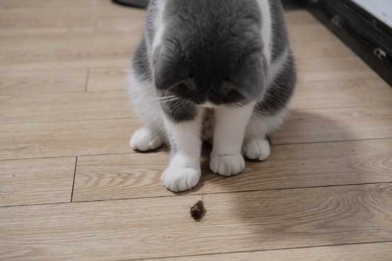 有点不可思议，77 今天抓了 3 只虫子，玩累了还吃掉了俩 😱